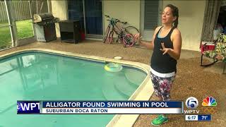 Boca Raton family finds 8foot alligator in pool [upl. by Selokcin826]