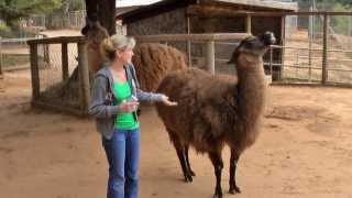 Llama spitting on me [upl. by Adnilam]