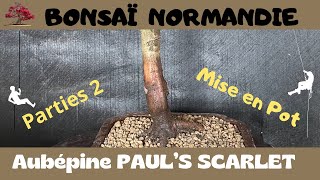 BONSAÏ NORMANDIE est en direct  🌳L’aubépine partie 2 [upl. by Siram]