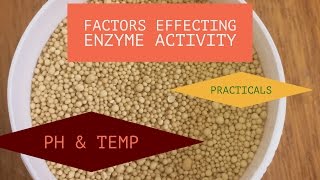 Practicals on Factors Effecting Enzyme Activity [upl. by Town]