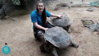 GalapagosRiesenschildkröten im Zoo Rostock [upl. by Utica345]