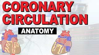 Overview of Heart Anatomy Tutorial [upl. by Assirt]