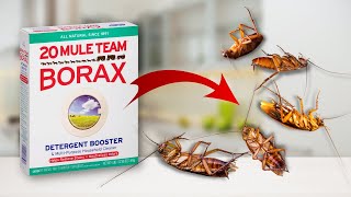 Homemade Way To Kill Roaches Its Easy [upl. by Goto]