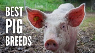 The 15 Best Pig Breeds for Your Farm [upl. by Oinimreh]