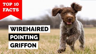 Wirehaired Pointing Griffon  Top 10 Facts [upl. by Yadahs694]