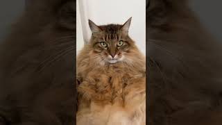 Name a fatter cat dacat cutecat funnyvideo funnycat kitty fatcat [upl. by Ataga]