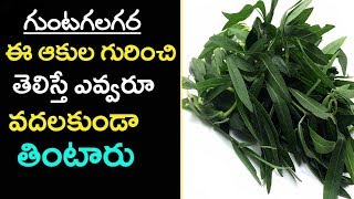 Eclipta alba  గుంటగలగర  Bhringaraj  Gunta galagara aaku Uses in telugu  Gunta gararaku [upl. by Aniakudo]