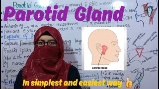 Parotid Gland Anatomy  capsule of Parotid Gland  External Features ayeshamedicaleducation [upl. by Enaols778]