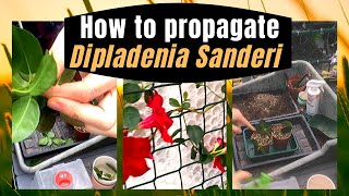 DIPLADENIA SANDERI MANDEVILLA PROPAGATION FROM CUTTINGS PART 1 of 2 [upl. by Anneres]