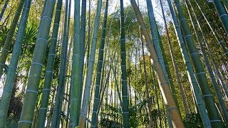 BAMBOUS  LES MEILLEURES ESPÈCES POUR VOTRE JARDIN VUS À LA BAMBOUSERAIE EN CÉVENNES [upl. by Yhotmit]