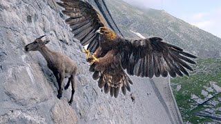 15 Deadliest Eagles in the World [upl. by Odnala]