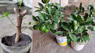 Propagar Esquejes de Limón Enraíza Rápido  Limonero en Maceta con frutos [upl. by Stempien479]