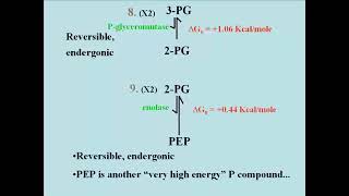 155 2 Glycolysis stage2 rxns7 10 [upl. by Xuerd728]