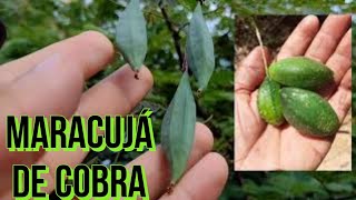 Maracujá de cobra  Fruto nativo da Caatinga [upl. by Ettesus]