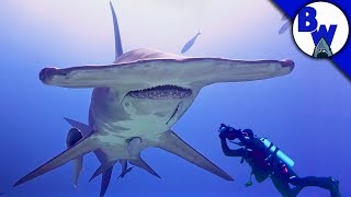 MASSIVE Hammerhead Shark Filmed in Bahamas [upl. by Caniff]