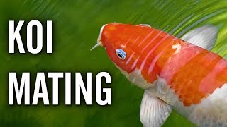 Koi Spawning  Mating Behavior [upl. by Kapoor]