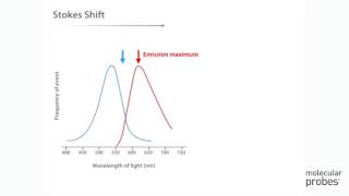 Molecular Probes Tutorial Series— Anatomy of Fluorescence Spectra [upl. by Verdi]