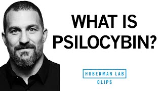 What Is Psilocybin Magic Mushrooms amp What Are Its Effects  Dr Andrew Huberman [upl. by Autrey]