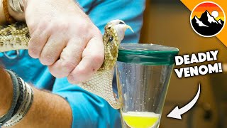 Deadliest Job in America  Snake Milker [upl. by Tommie]