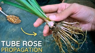 How to Grow Tuberose Plant  Tuberose Propagation [upl. by Redford]