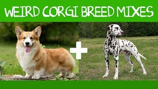 Top 16 Gorgeous Corgi Mixes That You Didnt Know Possible [upl. by Atived]