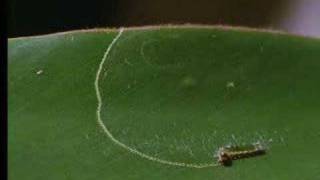 How caterpillars survive on plants  David Attenborough  BBC wildlife [upl. by Bibbie]