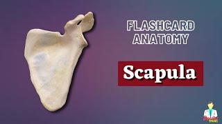 Scapula  Flashcard Anatomy [upl. by Netsrijk]