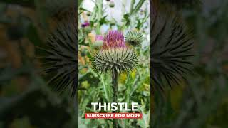 Scottish Thistle Blooms🌸 shorts Thistle scotland FloralMagic [upl. by Yentrac821]