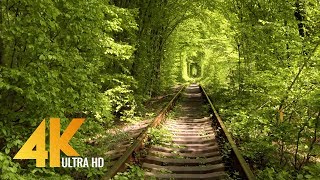 Walking Through the Tunnel of Love in Klevan Ukraine  4K Virtual Walk with Birds Singing [upl. by Crawley55]