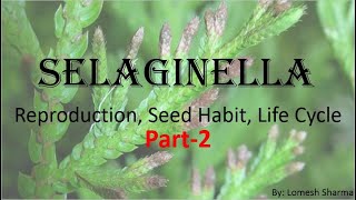 Selaginella Reproduction Seed Habit and Life Cycle [upl. by Enajaras]