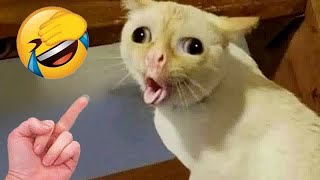 🤣 So Funny Funniest Cats and Dogs 2024 🙀 Best Funny Cats Videos 🐕 [upl. by Naam]