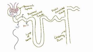 Reabsorption in the Nephron [upl. by Karlise215]