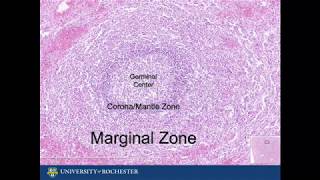 Histology of the Spleen [upl. by Mitchiner]