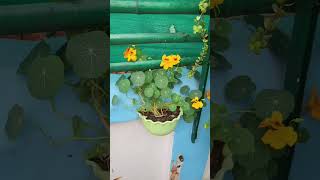 Nasturtium plant seeding 60 days full update  nasturtium plant care  nasturtium seeds germination [upl. by Jessabell]