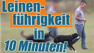 Der Trainereffekt  Leinenführigkeit in 10 Minuten [upl. by Trautman]