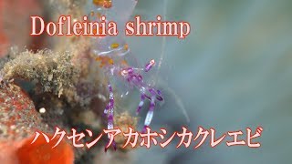 ハクセンアカホシカクレエビ Dofleinia shrimp ドフライニアシュリンプ [upl. by Lougheed148]