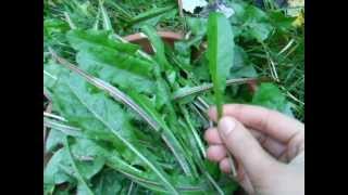 Dandelion greens how and when to pick them [upl. by Moretta]