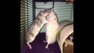 Easy Steps to Safely Introduce Pet Rats  Avoid Fights amp Build Friendships [upl. by Akitahs950]