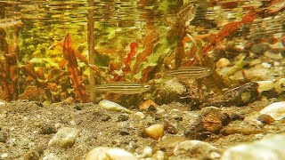 Zebra Danio in natural habitat  Wild Zebra Fish [upl. by Fritzsche]