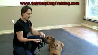 Dog Training with a Halti Collar  Intro wwwK91com [upl. by Shuping]