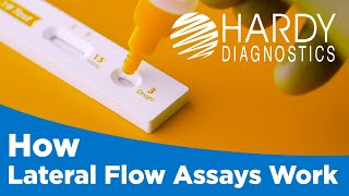 How Lateral Flow Assays Work [upl. by Alemrac791]