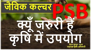 Phosphorus solubilizing bacteria PSB culture फॉस्फोरस विलायक जीवाणु [upl. by Tansy]