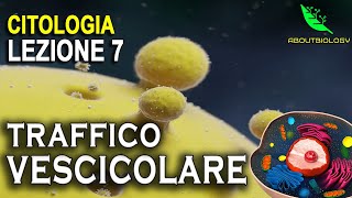 Il TRAFFICO VESCICOLARE Citologia Lezione 7 [upl. by Eberly624]