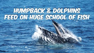 Humpback Whale Surface Lunge Feeding on Huge School of Fish Alongside Dolphins off Dana Point CA [upl. by Ilrahc640]