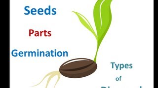 Seed Starting Indoors Under Grow Lights 101 [upl. by Omlesna965]