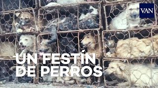 La matanza de 10000 perros en un festival en China [upl. by Vivien]