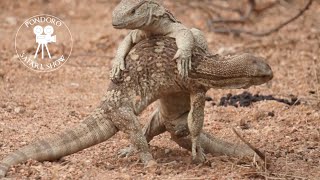 Monitor lizards fighting [upl. by Cloutman]