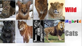 All Hybrid Big Cats  Hybrid Cats [upl. by Atnaloj719]