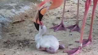 Caribbean flamingos feeding chick [upl. by Filippa752]