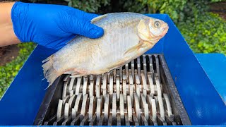 Shredding Fish Amazing Video [upl. by Thynne]